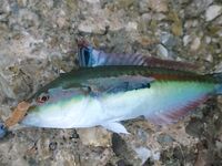 Белек флюр и ракушка: какой диаметр живёт дольше у камней