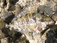 Белек флюр и ракушка: какой диаметр живёт дольше у камней