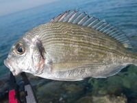 Белек флюр и ракушка: какой диаметр живёт дольше у камней