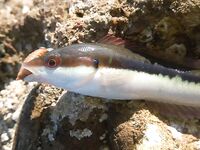 Белек флюр и ракушка: какой диаметр живёт дольше у камней