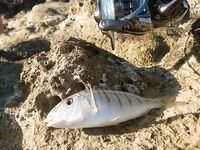 Белек флюр и ракушка: какой диаметр живёт дольше у камней