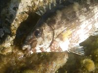 Белек флюр и ракушка: какой диаметр живёт дольше у камней