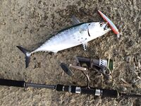 Анталийское побережье первый раз в вашей Турции - фотки, выводы, спасибо