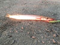 Анталийское побережье первый раз в вашей Турции - фотки, выводы, спасибо