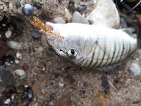 Морская рыбалка на Анталийском побережье часть 2 - Сиде и закрытие тура