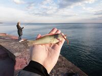 Анталийское побережье два дня на волнорезе - джиг, птицы и кайф