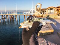 Анталийское побережье два дня на волнорезе - джиг, птицы и кайф