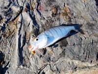 Анталийское побережье два дня на волнорезе - джиг, птицы и кайф