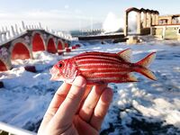 Анталийское побережье два дня на волнорезе - джиг, птицы и кайф