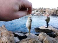 Анталийское побережье два дня на волнорезе - джиг, птицы и кайф