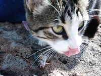 Анталийское побережье два дня на волнорезе - джиг, птицы и кайф