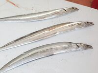 Морская рыбалка в Сиде у устья: рыба сабля и розовый Shiner на рассвете