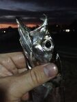 Морская рыбалка в Сиде у устья: рыба сабля и розовый Shiner на рассвете