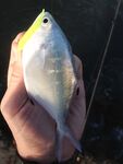 Морская рыбалка в Сиде у устья: рыба сабля и розовый Shiner на рассвете