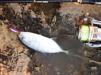 Морская рыбалка в Сиде у устья: рыба сабля и розовый Shiner на рассвете