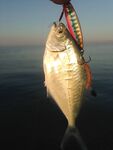 Морская рыбалка в Сиде у устья: рыба сабля и розовый Shiner на рассвете