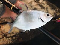 Морская рыбалка в Сиде у устья: рыба сабля и розовый Shiner на рассвете
