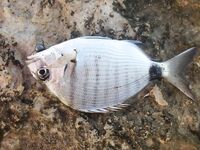 Морская рыбалка в Сиде у устья: рыба сабля и розовый Shiner на рассвете