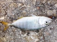 Морская рыбалка в Сиде у устья: рыба сабля и розовый Shiner на рассвете