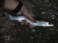 Морская рыбалка в Сиде у устья: рыба сабля и розовый Shiner на рассвете