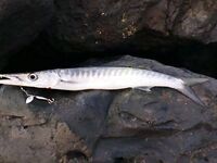 Анталия тревел-комплект и полнолуние: когда палка гасит рыбу сама