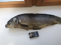 Анталийское побережье рыба к столу - солёный сазан, чай и разговоры