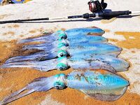 Кемер кальмар и старые Rigge: друг Муса ловит, говорит - работало бы лучше