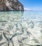 Морская рыбалка в Анталии: турки постят отчёты, штиль редкий, рыба идёт