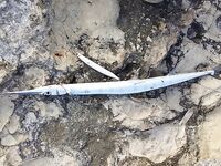 Авсаллар зарган и воблер 135-150: багрится часто, но бьёт в темпе по каске