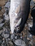 Морская рыбалка на Кипре: по холоду микро, по теплу длинные минноу