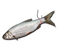 Сиде насадка малька резинкой: крючок за резинку, чтобы живец жил дольше