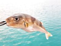 Морская рыбалка на Кипре: три ядовитых вида у кромки, перчатки обязательны