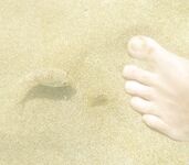 Алания хищник гоняет малька у волнореза: охота дерзкая а поклёвок ноль