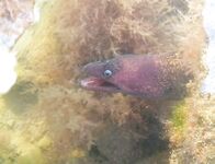 Алания пляжный кот помощник рыбака: голубоглазый друг ест курицу охотно