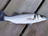 Морская рыбалка в Алании, Анталийское побережье: июнь, ловил понемногу