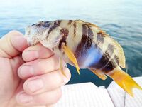 Морская рыбалка в Алании, Анталийское побережье: июнь, ловил понемногу