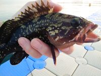 Морская рыбалка в Алании, Анталийское побережье: июнь, ловил понемногу