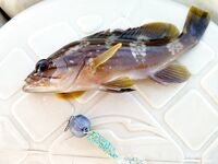 Морская рыбалка в Алании, Анталийское побережье: июнь, ловил понемногу