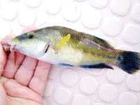 Морская рыбалка в Алании, Анталийское побережье: июнь, ловил понемногу