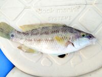 Морская рыбалка в Алании, Анталийское побережье: июнь, ловил понемногу