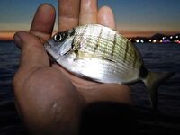 Морская рыбалка в Алании, Анталийское побережье: июнь, ловил понемногу