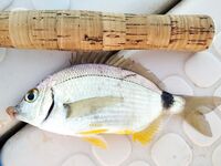 Морская рыбалка в Алании, Анталийское побережье: июнь, ловил понемногу