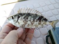 Морская рыбалка в Алании, Анталийское побережье: июнь, ловил понемногу