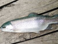 Морская рыбалка в Алании, Анталийское побережье: июнь, ловил понемногу