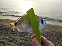 Кемер отпускной отчёт спиннинг и джиг у свала: ловил сумбурно как умел