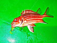 Кемер отпускной отчёт спиннинг и джиг у свала: ловил сумбурно как умел