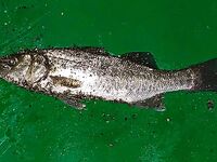 Кемер отпускной отчёт спиннинг и джиг у свала: ловил сумбурно как умел