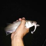 Морская рыбалка в Алании: вечерний джиг, редкий блюраннер и тишина