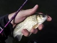 Сиде твичинг по утру и короткие окна клева - да запросто, проверено