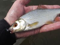 Сиде твичинг по утру и короткие окна клева - да запросто, проверено